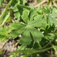 Geranium potentilloides at QPRC LGA - 13 Nov 2023 01:34 PM