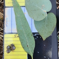 Eucalyptus bridgesiana (Apple Box) at Garran, ACT - 13 Nov 2023 by Steve818