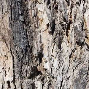 Eucalyptus bridgesiana at Garran, ACT - 13 Nov 2023