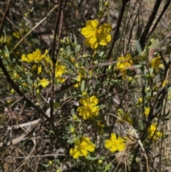 Hibbertia obtusifolia (Grey Guinea-flower) at QPRC LGA - 13 Nov 2023 by Csteele4