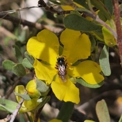 Exoneura sp. (genus) (A reed bee) at Captains Flat, NSW - 13 Nov 2023 by Csteele4