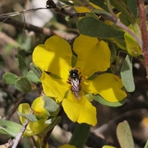 Exoneura sp. (genus) at QPRC LGA - 13 Nov 2023