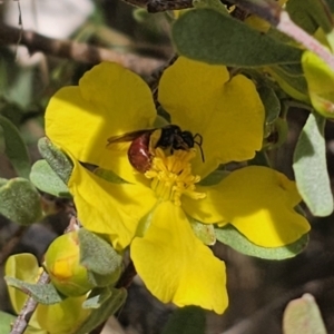 Exoneura sp. (genus) at QPRC LGA - 13 Nov 2023