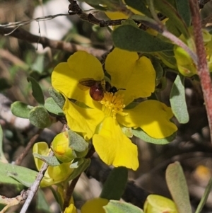 Exoneura sp. (genus) at QPRC LGA - 13 Nov 2023