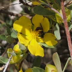 Exoneura sp. (genus) at QPRC LGA - 13 Nov 2023 01:27 PM