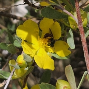 Exoneura sp. (genus) at QPRC LGA - 13 Nov 2023 01:27 PM