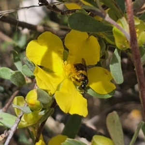 Exoneura sp. (genus) at QPRC LGA - 13 Nov 2023