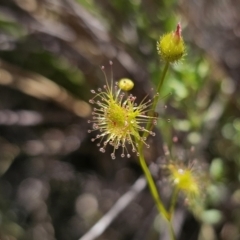 Drosera gunniana (Pale Sundew) at Captains Flat, NSW - 13 Nov 2023 by Csteele4