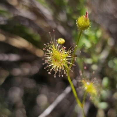 Drosera gunniana (Pale Sundew) at QPRC LGA - 13 Nov 2023 by Csteele4