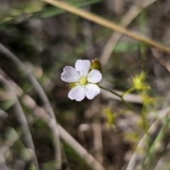 Drosera gunniana at QPRC LGA - 13 Nov 2023