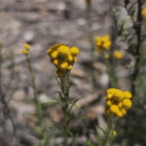 Chrysocephalum semipapposum at QPRC LGA - 13 Nov 2023