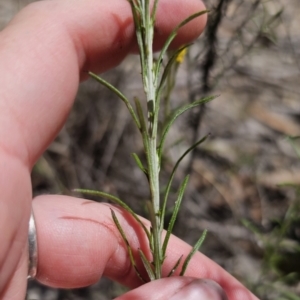 Chrysocephalum semipapposum at QPRC LGA - 13 Nov 2023