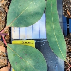 Eucalyptus blakelyi at Garran, ACT - 13 Nov 2023 02:09 PM