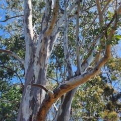 Eucalyptus blakelyi at Garran, ACT - 13 Nov 2023