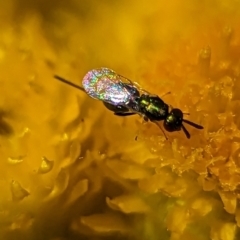 Torymidae (family) (Torymid wasp) at Holder, ACT - 13 Nov 2023 by Miranda