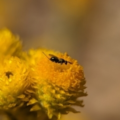 Torymidae (family) at Holder, ACT - 13 Nov 2023