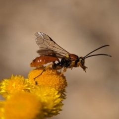Labium sp. (genus) (An Ichneumon wasp) at Holder, ACT - 13 Nov 2023 by Miranda