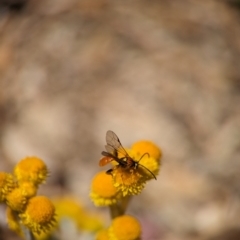 Labium sp. (genus) at Holder, ACT - 13 Nov 2023