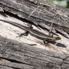 Pseudemoia spenceri (Spencer's Skink) at Namadgi National Park - 10 Nov 2023 by SWishart