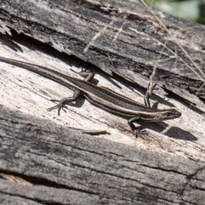 Pseudemoia spenceri (Spencer's Skink) at Namadgi National Park - 10 Nov 2023 by SWishart