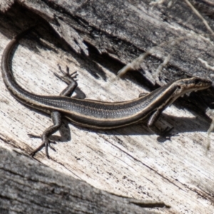 Pseudemoia spenceri at Namadgi National Park - 10 Nov 2023