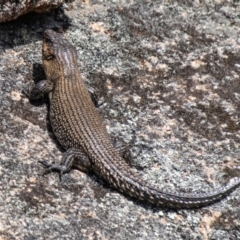 Egernia cunninghami (Cunningham's Skink) at Cotter River, ACT - 10 Nov 2023 by SWishart