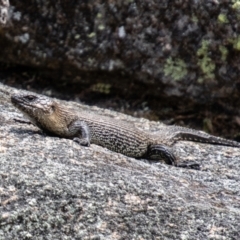 Egernia cunninghami at Namadgi National Park - 10 Nov 2023 01:47 PM