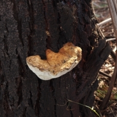 Pseudoinonotus chondromyelus at O'Connor Ridge to Gungahlin Grasslands - 21 Aug 2022 by Heino1