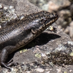 Egernia saxatilis intermedia (Black Rock Skink) at Namadgi National Park - 10 Nov 2023 by SWishart