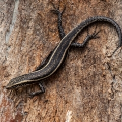 Pseudemoia spenceri at Namadgi National Park - 10 Nov 2023 02:14 PM