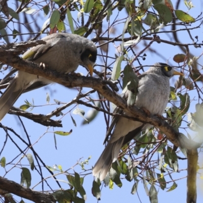 Manorina melanocephala (Noisy Miner) at Hawker, ACT - 3 Nov 2023 by AlisonMilton