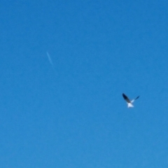 Elanus axillaris (Black-shouldered Kite) at QPRC LGA - 13 Nov 2023 by Shairlyn