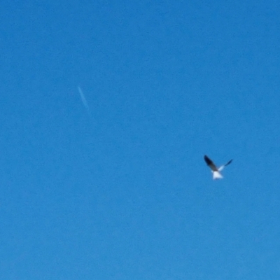 Elanus axillaris (Black-shouldered Kite) at QPRC LGA - 13 Nov 2023 by Shairlyn