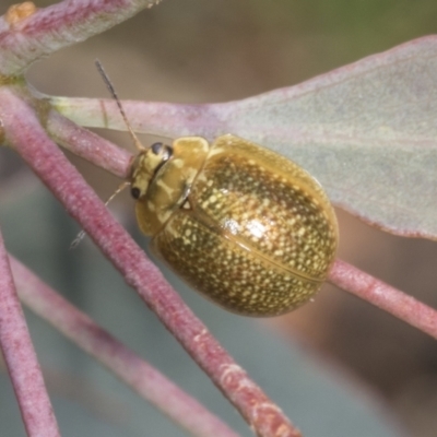 Paropsisterna cloelia (Eucalyptus variegated beetle) at Belconnen, ACT - 3 Nov 2023 by AlisonMilton