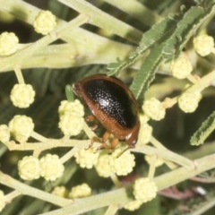 Dicranosterna immaculata (Acacia leaf beetle) at Belconnen, ACT - 3 Nov 2023 by AlisonMilton