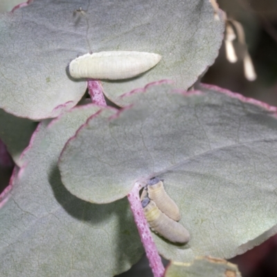 Paropsisterna m-fuscum (Eucalyptus Leaf Beetle) at Belconnen, ACT - 3 Nov 2023 by AlisonMilton