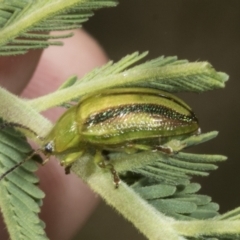 Calomela juncta (Leaf beetle) at Hawker, ACT - 3 Nov 2023 by AlisonMilton
