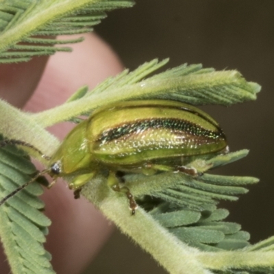 Calomela juncta (Leaf beetle) at Hawker, ACT - 3 Nov 2023 by AlisonMilton