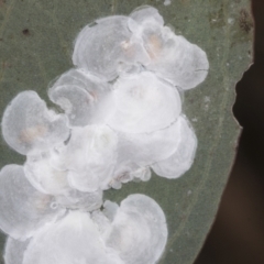 Lasiopsylla sp. (genus) (Psyllid or Lerp insect) at The Pinnacle - 3 Nov 2023 by AlisonMilton