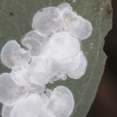 Lasiopsylla sp. (genus) (Psyllid or Lerp insect) at Hawker, ACT - 3 Nov 2023 by AlisonMilton