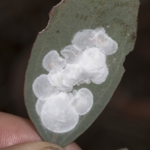 Lasiopsylla sp. (genus) at The Pinnacle - 3 Nov 2023