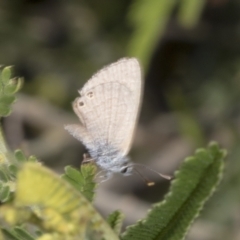 Nacaduba biocellata (Two-spotted Line-Blue) at The Pinnacle - 3 Nov 2023 by AlisonMilton