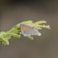 Nacaduba biocellata at The Pinnacle - 3 Nov 2023