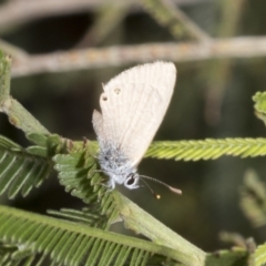 Nacaduba biocellata at The Pinnacle - 3 Nov 2023 12:22 PM