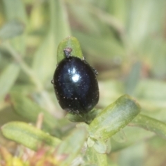 Chrysolina quadrigemina at The Pinnacle - 3 Nov 2023 12:31 PM