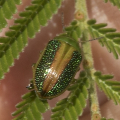 Calomela parilis (Leaf beetle) at The Pinnacle - 3 Nov 2023 by AlisonMilton