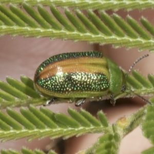 Calomela parilis at The Pinnacle - 3 Nov 2023 12:02 PM