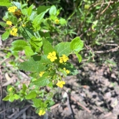 Goodenia ovata (Hop Goodenia) at Yarra Ranges National Park - 12 Nov 2023 by courtneyb