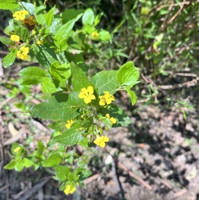 Goodenia ovata (Hop Goodenia) at Yarra Ranges National Park - 12 Nov 2023 by courtneyb