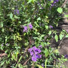 Prostanthera melissifolia (Balm Mint-bush) at Yarra Ranges National Park - 12 Nov 2023 by courtneyb